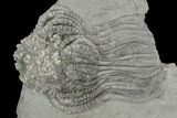 Crinoid (Platycrinites) Fossil - Crawfordsville, Indiana #125923-2